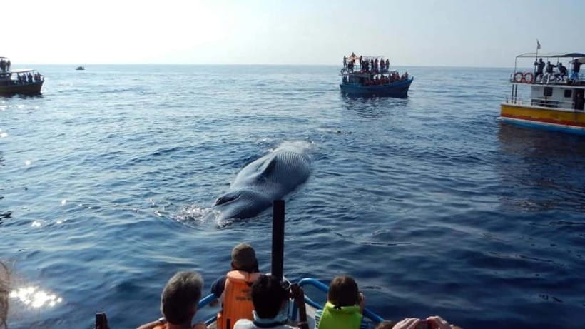 Hikkaduwa/Galle/Ahangama: Whale Watching Tour in Mirissa - Key points at a glance