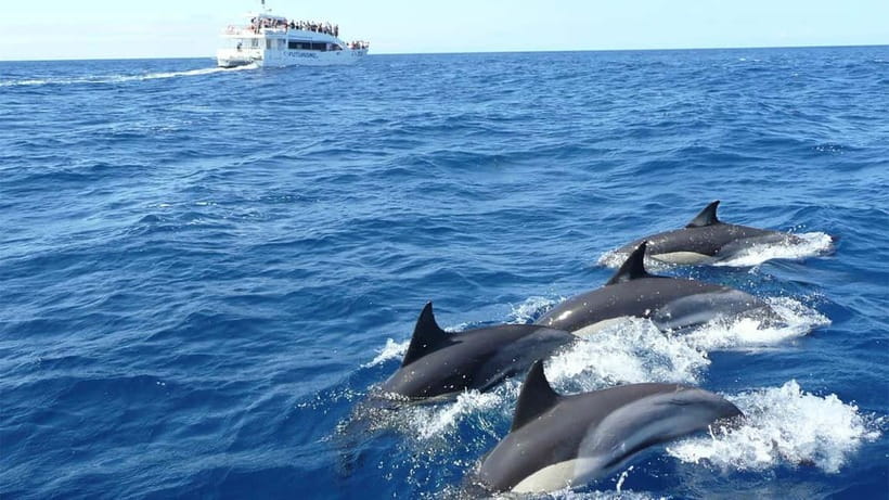 Hikkaduwa/Galle/Ahangama: Whale Watching Tour in Mirissa - Why Mirissa is the focus of the morning
