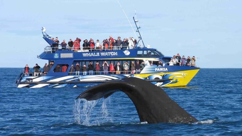 Hikkaduwa/Galle/Ahangama: Whale Watching Tour in Mirissa - Who should book this Mirissa outing?