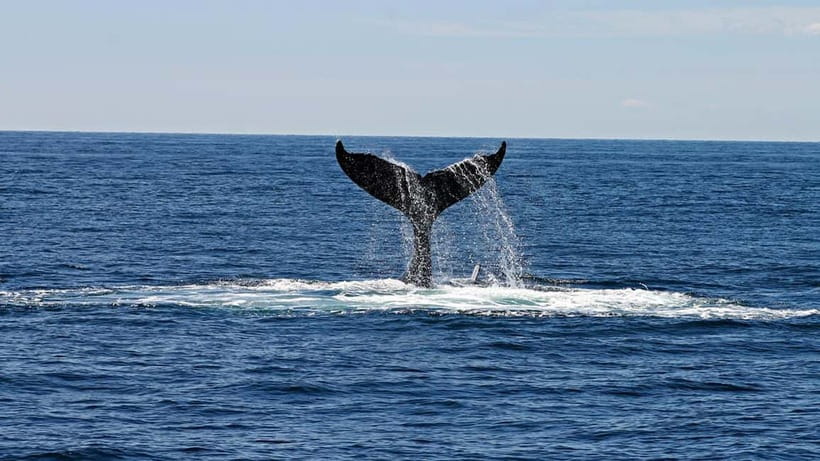 Hikkaduwa/Galle/Ahangama: Whale Watching Tour in Mirissa - The transfer from Hikkaduwa, Galle, or Ahangama
