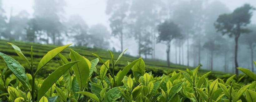 Hikkaduwa/Galle/Mirissa/Hiriketiya/Tangalle:Day Trip to ELLA - Tea at Uva Halpewatte Tea Factory