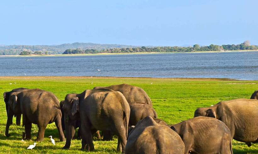 Hikkaduwa/Galle/Weligama/Mirissa/Tangalle: Udawalawa Safari - Key points at a glance