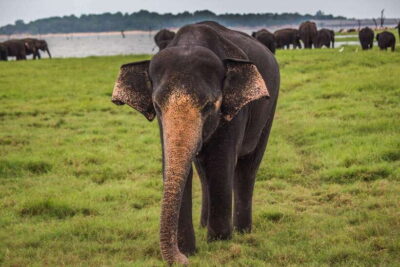 Hikkaduwa/Galle/Weligama/Mirissa/Tangalle: Udawalawa Safari