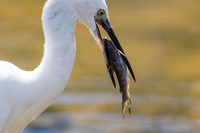 Hikkaduwa/Galle/Weligama/Mirissa/Tangalle: Udawalawa Safari - The animals you are most likely to remember