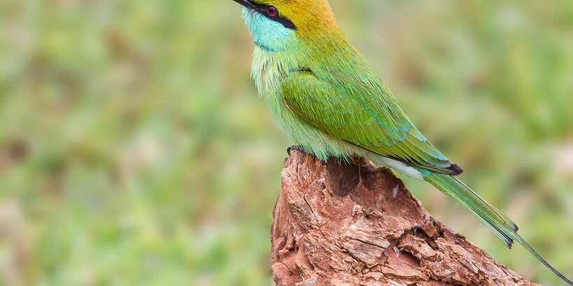 Hikkaduwa/Galle/Weligama/Mirissa/Tangalle: Yala Safari Tour - From Hikkaduwa and Mirissa to Yala