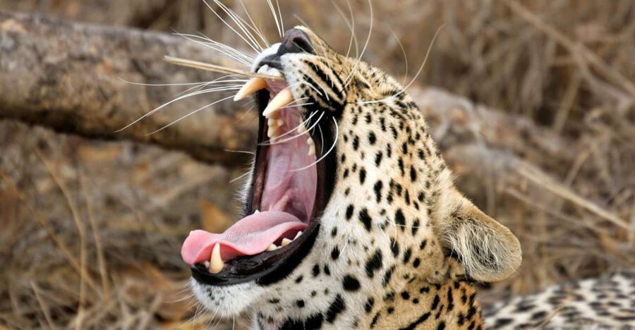 Hikkaduwa/Galle/Weligama/Mirissa/Tangalle: Yala Safari Tour - Leopards, elephants, and the luck factor