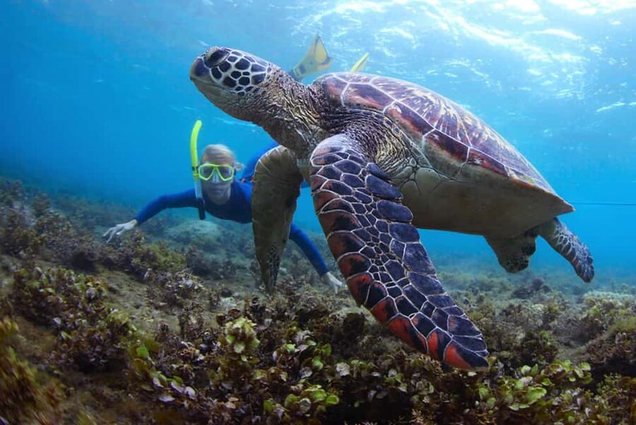 Hikkaduwa Snorkeling Tour: 2 Hours of Underwater Adventure - What the two hours at Hikkaduwa Beach are really like