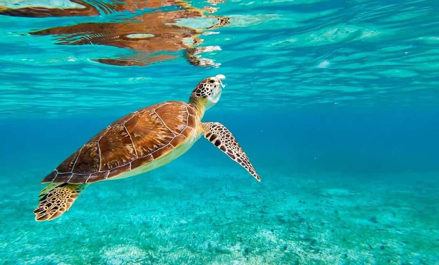 Hikkaduwa Snorkeling Tour: 2 Hours of Underwater Adventure - What makes the safety approach useful