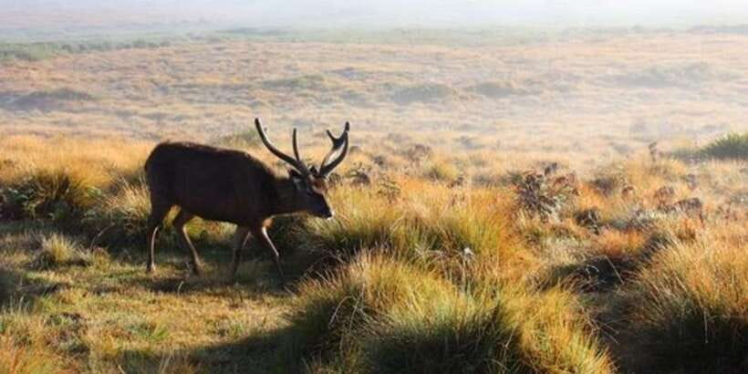 Horton plains: Discover real essence of central highland - Why the 5:30 am start matters at Horton Plains