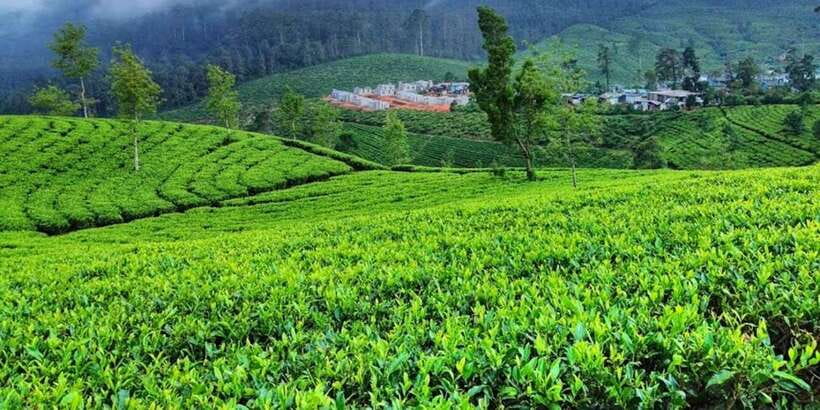 Horton plains: Discover real essence of central highland - What the $72 group price really buys you