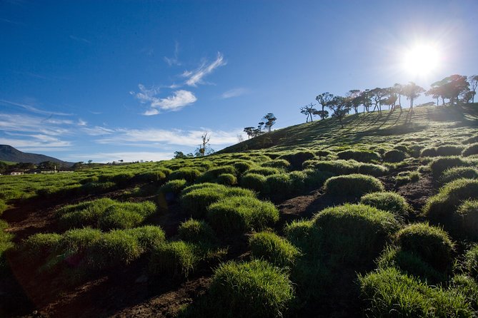 Horton Plains National Park Entrance Ticket with Guide - Why Horton Plains is worth your morning