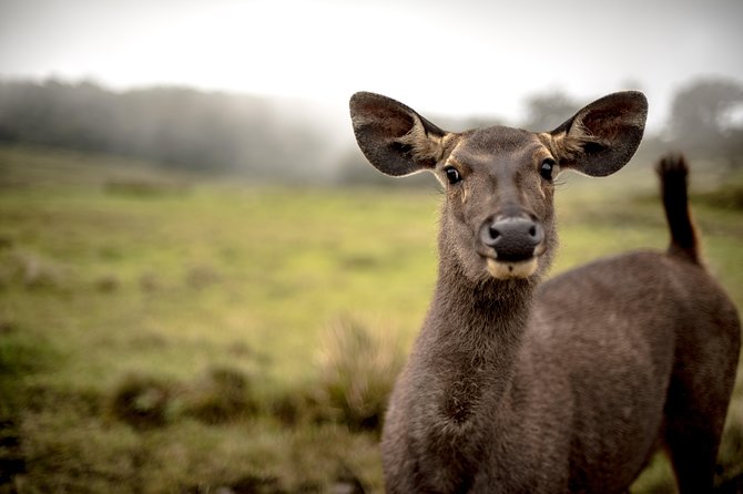 Horton Plains National Park Entrance Ticket with Guide - Mini World’s End comes first