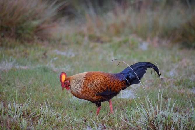 Horton Plains National Park Entrance Ticket with Guide - Is the guide worth the extra value?