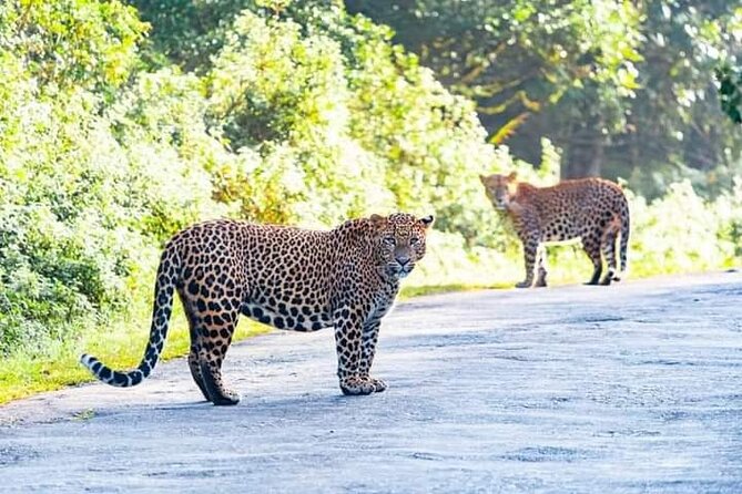 Horton Plains National park in Nuwara eliya - What the $45 private price really buys you