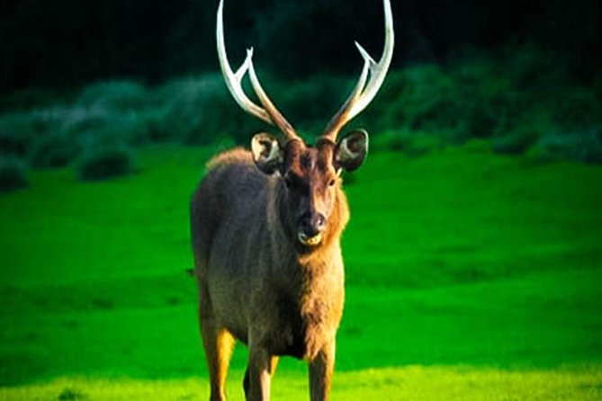 Horton Plains-World's End Tour From Nuwaraeliya - What the $42 price really covers