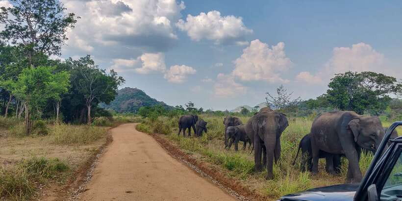 Hurulu Eco Park: 3-Hour Morning or Evening Safari - Why Hurulu Eco Park is about timing, not just location