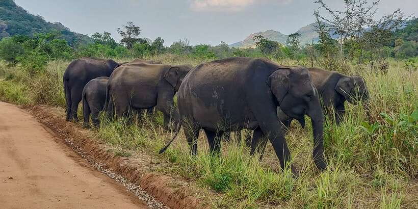 Hurulu Eco Park: 3-Hour Morning or Evening Safari - Three hours on the narrow forest tracks