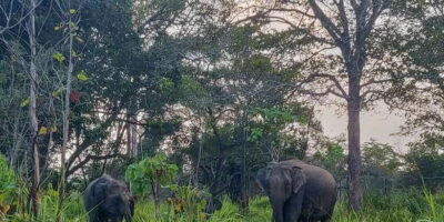 Hurulu Eco Park: 3-Hour Morning or Evening Safari