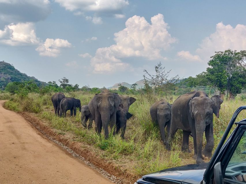 Hurulu Eco Park: 3-Hour Morning or Evening Safari - Morning or evening: choosing the better departure
