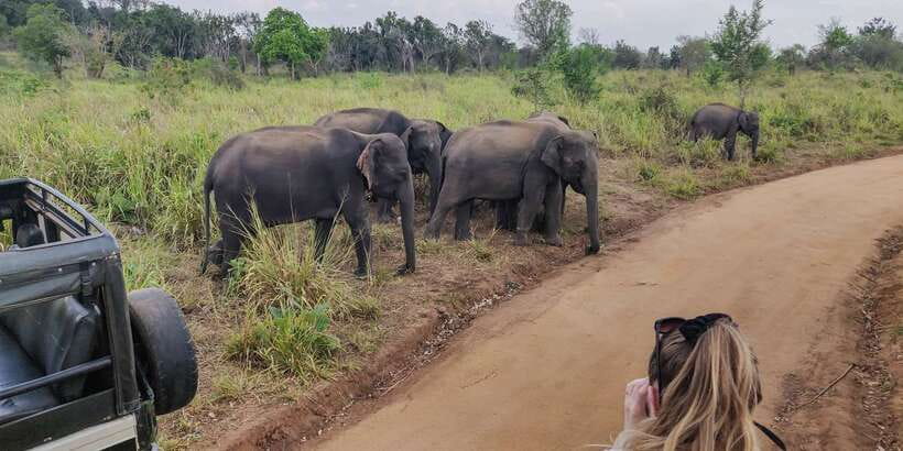 Hurulu Eco Park: 3-Hour Morning or Evening Safari - A private jeep can be good value at $24