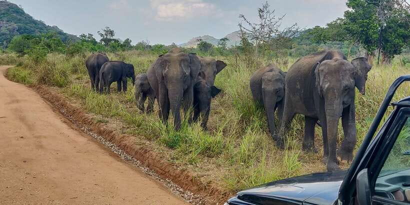 Hurulu Eco Park: 3-Hour Morning or Evening Safari - Who should book this safari