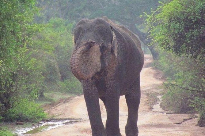 Hurulu eco park jeep safari - What the three-hour jeep ride is like