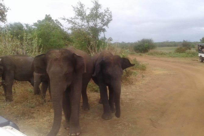 Hurulu eco park jeep safari - Hurulu Eco Park or Minneriya National Park?