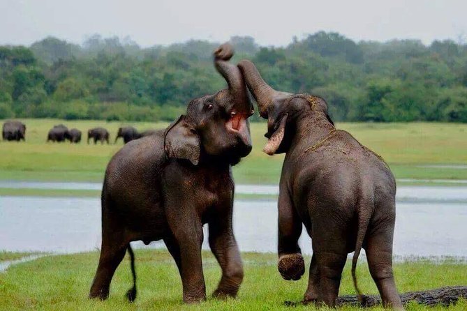 Hurulu eco park jeep safari - Elephants, lakes, and realistic wildlife expectations
