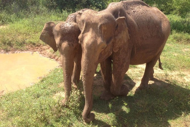Hurulu eco park jeep safari - The driver-guide and the practical comfort level