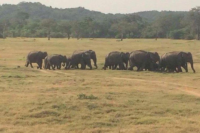 Hurulu eco park jeep safari - What the $50 price really covers