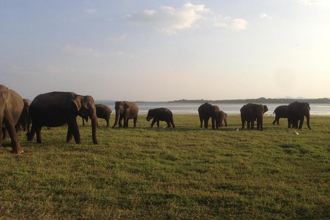 Hurulu eco park jeep safari - Morning or afternoon: choosing the better departure