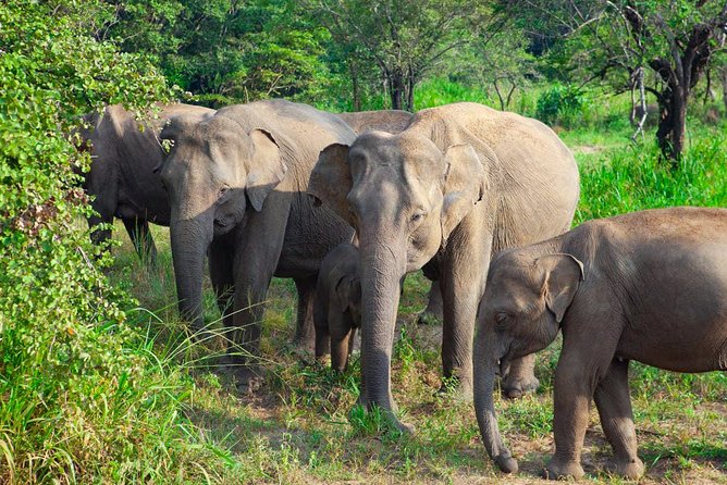 Hurulu Eco Park Private Safari - Key points to know before booking