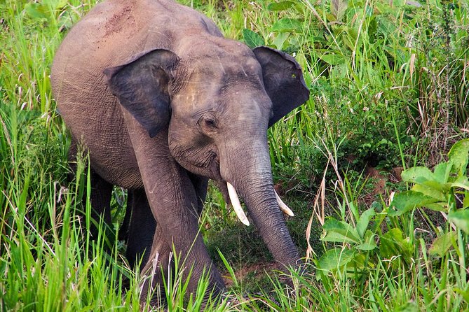 Hurulu Eco Park Private Safari - Why Hurulu Eco Park is about elephants first