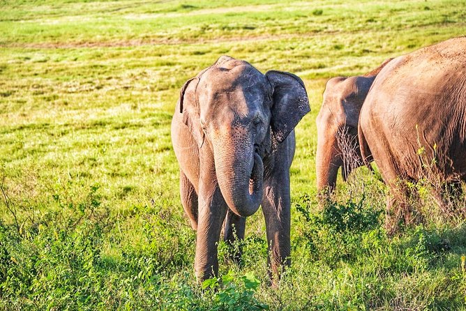 Hurulu Eco Park Private Safari - What the elephant sightings can be like