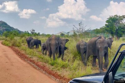 Hurulu Eco Park Private Safari