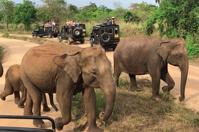 Hurulu Eco Park Private Safari - The early morning and afternoon choices