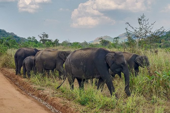 Hurulu Eco Park Private Safari - The private jeep and guide service