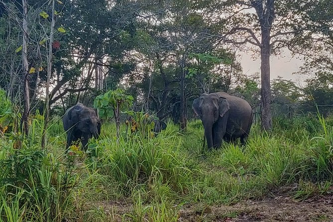 Hurulu Eco Park Private Safari - Is $27 good value?