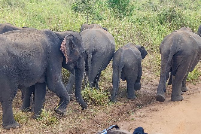 Hurulu Eco Park Private Safari - What you might and might not see