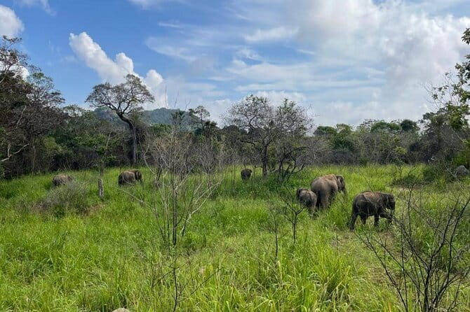 Hurulu Eco Park Safari Adventure - Why Hurulu Eco Park is mainly an elephant safari