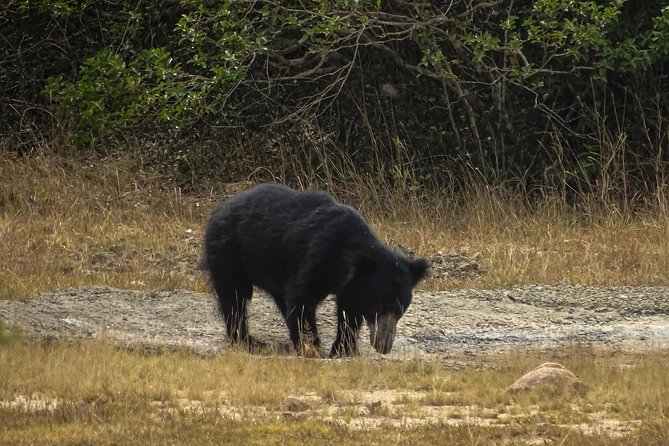 Jeep Safari at Kumana National Park - Key points about the Kumana safari