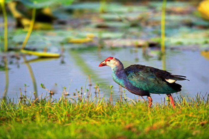 Kalametiya Bird Sanctuary Catamaran Bird Watching Tour - Reaching Kalametiya from Galle