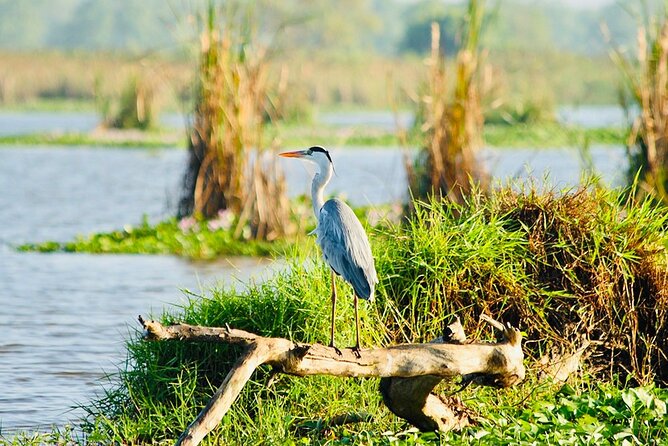 Kalametiya Bird Sanctuary Catamaran Bird Watching Tour - What the Three to Five Hours Really Include