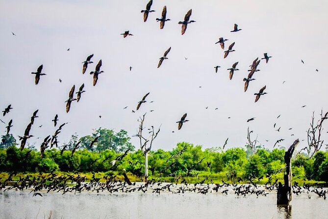 Kalametiya Bird Sanctuary Catamaran Bird Watching Tour - Why the Private Format Matters