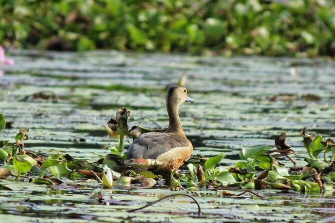 Kalametiya Bird Sanctuary Catamaran Bird Watching Tour - The Best Reasons to Book