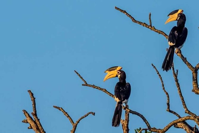 Kalametiya Bird Sanctuary Catamaran Bird Watching Tour - Points to Consider Before Booking