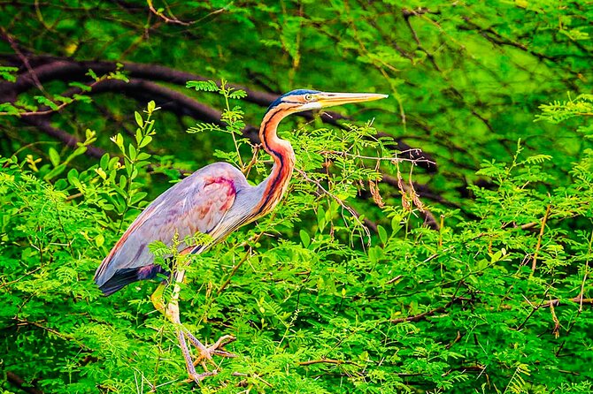Kalametiya Bird Sanctuary Catamaran Bird Watching Tour - Who Will Enjoy This Lagoon Tour