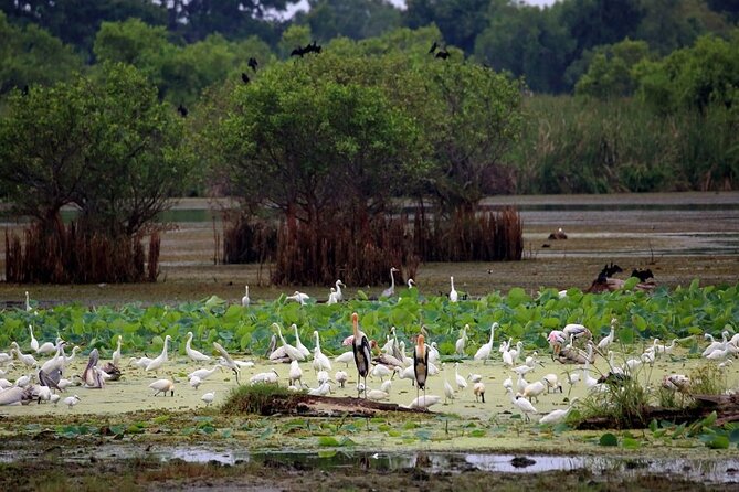 Kalametiya Bird Sanctuary Catamaran Bird Watching Tour - Two to Three Hours on the Catamaran