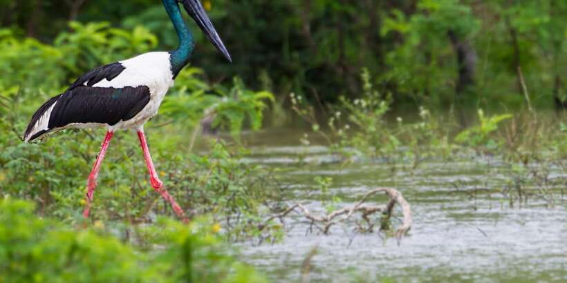 Kalutara/Bentota/Kosgoda/Ahungalla/Hikkaduwa: Yala Safari - Booking details that matter