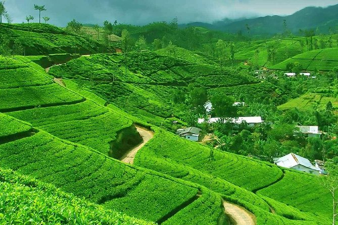Kandy and Pinnawala Private Day Tour from Colombo/Negombo - Two hours at Pinnawala